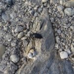 Kleiner schwarzer Käfer